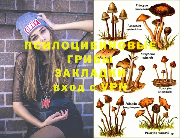 стаф Абинск
